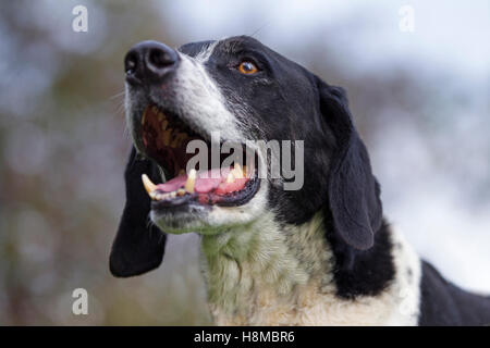 Mixed-breed dog ( German Shorthaired Pointer x ?) running on a meadow. Germany Stock Photo