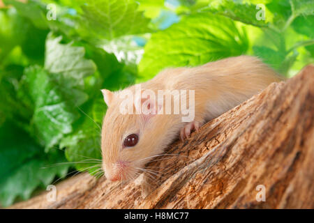 Mongolian Gerbil (Meriones unguiculatus). Young on a log. Germany Stock Photo