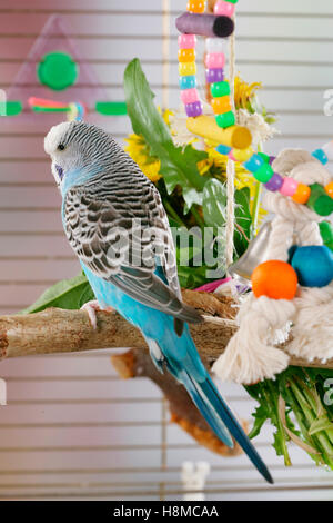 Budgerigar, Budgie (Melopsittacus undulatus) in a cage with several toys and food. Germany Stock Photo