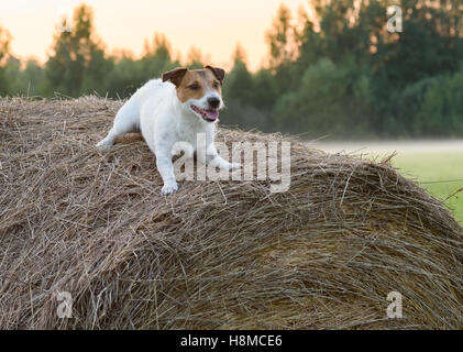 Dog in the manger Stock Photo