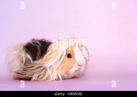 Long-haired Guinea Pig, seen side-on. Studio picture against a pink background Stock Photo