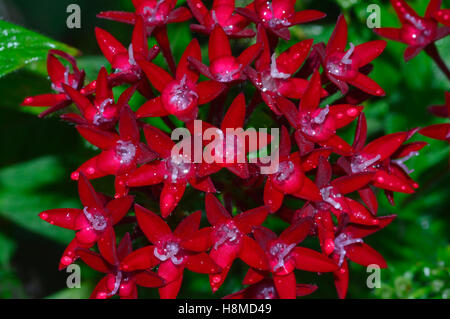 Pentas lanceolata, commonly known as Egyptian Starcluster, Pune Stock Photo