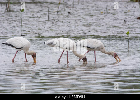 Three wild milky storks - Mycteria cinerea - feeding together in shallow water on the edge of a coastal mangrove in Indonesia Stock Photo