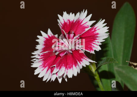 Dianthus chinensis China Pink, Pune Stock Photo