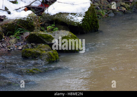 Closeup of the river and the rocks covered with moss. Black Forest ...
