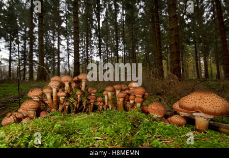 Group of Freckled Dapperling mushrooms (Lepiota aspera) on a tree trunk in a pine forest Stock Photo