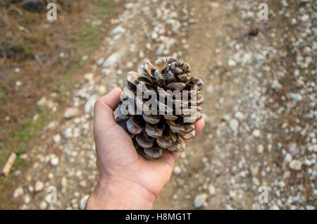 Pine cone of Stone pine, Pinus pinea in hand, Spain Stock Photo