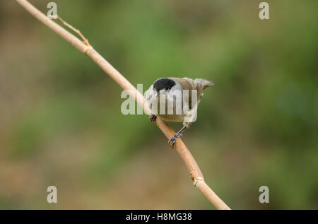 Male Eurasian blackcap Sylvia atricapilla in garden, Spain. Stock Photo