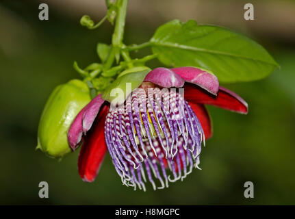 Passionflower (Passiflora) Stock Photo