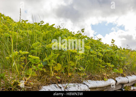 Traditional house and turf roof, Ramberg. Lofoten wild flowers, Lofoten Islands, Norway. Stock Photo