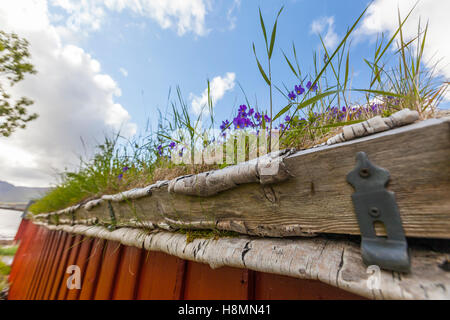 Traditional house and turf roof, Ramberg. Lofoten wild flowers, Lofoten Islands, Norway. Stock Photo