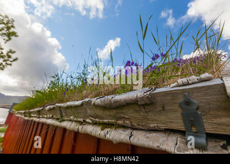 Traditional house and turf roof, Ramberg. Lofoten wild flowers, Lofoten Islands, Norway. Stock Photo