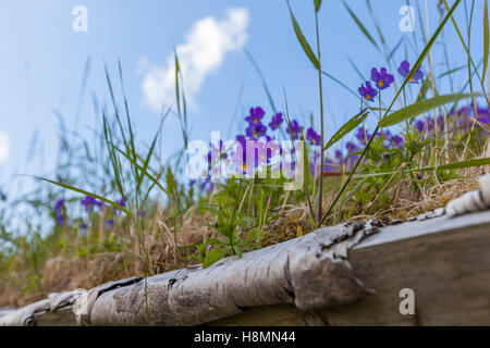 Traditional house and turf roof, Ramberg. Lofoten wild flowers, Lofoten Islands, Norway. Stock Photo