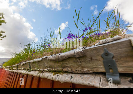 Traditional house and turf roof, Ramberg. Lofoten wild flowers, Lofoten Islands, Norway. Stock Photo