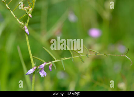 Slender Tare or Vetch - Vicia parviflora syn. V. laxiflora & V. tenuissima Stock Photo