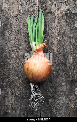 Young germinated brown onions with roots on rustic wooden background. Top view. Natural light. Close-up of brown onion on a wood Stock Photo