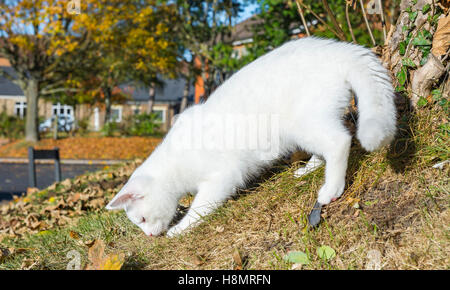 White cat. Pure white domestic cat playing by a tree. Stock Photo