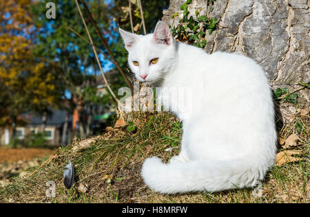 White cat. Pure white domestic cat with green eyes sitting on grass by a tree. Stock Photo