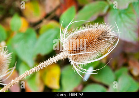 dried head of teasel, Dipsacus fullonum. Stock Photo