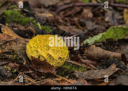 Common Earthball (Scieroderma citrinum) fungi growing amongst the leaf litter. Stock Photo