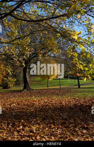 Knowle Park in autumn, Knowle, West Midlands, England, UK Stock Photo