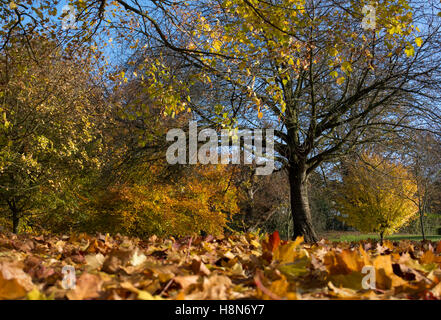 Knowle Park in autumn, Knowle, West Midlands, England, UK Stock Photo