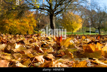 Fallen leaves in Knowle Park in autumn, Knowle, West Midlands, England, UK Stock Photo