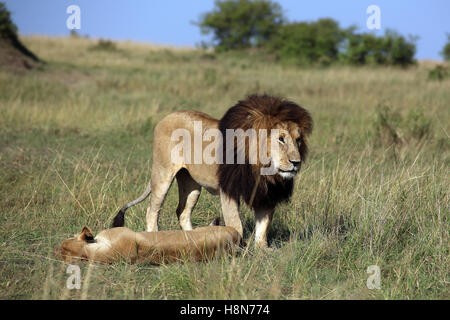 Lions in Masai Mara, Kenya Stock Photo