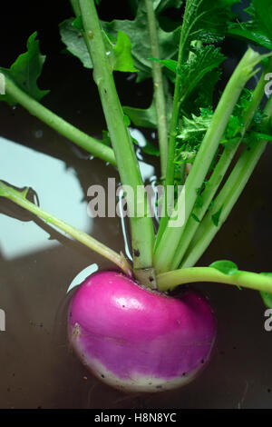 Milan Purple Top turnip Stock Photo