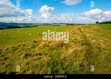 Offa's Dyke on the English/Welsh border near Knighton, Powys, Wales, UK Stock Photo