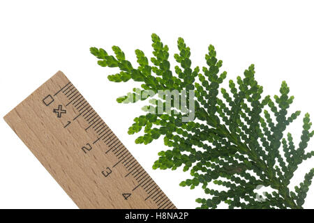 Abendländischer Lebensbaum, Abendländische Thuja, Gewöhnliche Thuja, Thuja occidentalis, Arborvitae, northern white-cedar, easte Stock Photo