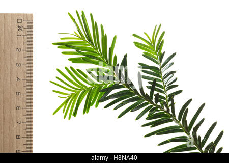 Europäische Eibe, Eibenbaum, Taxus baccata, European yew, Common yew, yew, L’If commun, If Stock Photo
