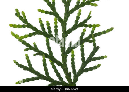 Morgenländischer Lebensbaum, Platycladus orientalis, Biota orientalis, Thuja orientalis, Platycladus stricta, Thuja chengii, Chi Stock Photo