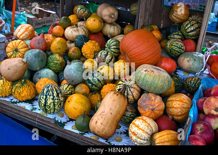 A variety of colourful pumpkins marrows and squashes at the Farmer's Market in Edinburgh, Scotland, UK. Stock Photo