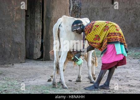 Maasai Woman milking a cow, wearing traditional attire, in a village near the Masai Mara National Park, Kenya, East Africa Stock Photo