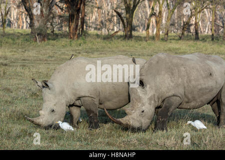 Two White Rhinoceroses, Ceratotherium simum, grazing with Cattle Egrets and Oxpeckers in Nakuru National Park, Kenya, Africa