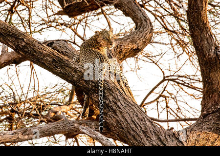 Solitary African Leopard, Panthera pardus, in a tree searching for prey, Buffalo Springs National Reserve. Samburu, Kenya Stock Photo