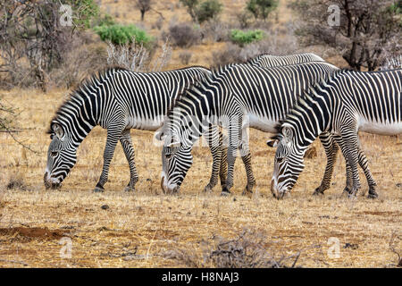 Three adult Grevy's Zebras, Equus grevyi, standing together grazing, Buffalo Springs National Reserve, Samburu, Kenya, Africa Stock Photo