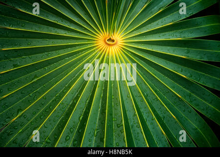 Close up of palm leaf. Turks and Caicos. Providenciales Stock Photo