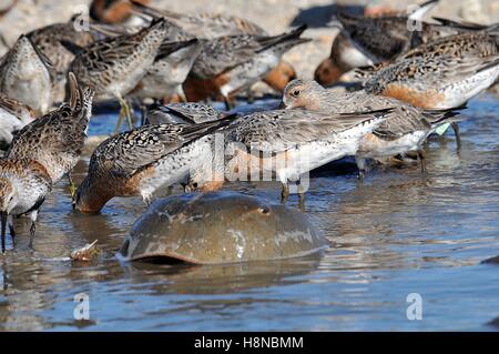 A flock of endangered red knot shorebirds feed on Horseshoe Crab eggs in their Delaware Bay spawning area during their annual migration from South America May 20, 2007 in Mispillion Harbor, Delaware. Stock Photo