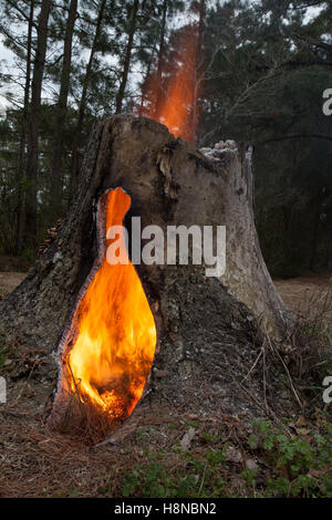 Hollow stump on fire just after the sun has set Stock Photo