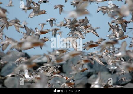 A flock of endangered red knot shorebirds in flight as they leave the beach after feeding on on Horseshoe Crab eggs during their annual migration from South America to the Arctic May 22, 2007 in Mispillion Harbor, Delaware. Stock Photo