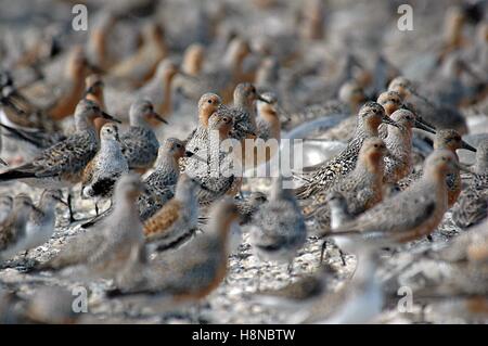 A flock of endangered red knot shorebirds stop on the beach during their annual migration from South America to the Arctic to feed on Horseshoe Crab eggs in May 22, 2007 in Mispillion Harbor, Delaware. Stock Photo