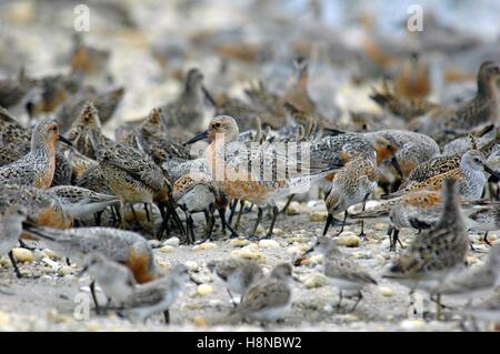 A flock of endangered red knot shorebirds stop on the beach during their annual migration from South America to the Arctic to feed on Horseshoe Crab eggs May 17, 2007 in Mispillion Harbor, Delaware. Stock Photo