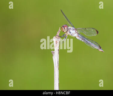 Brown eyed dragonfly that is waiting on a stick Stock Photo