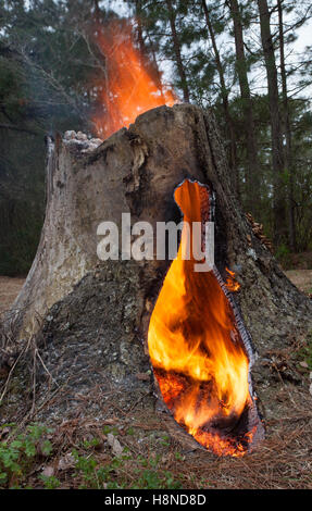 Tree stump that is on fire inside a hollow cavity Stock Photo