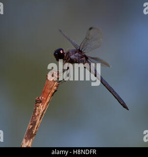 Black headed dragonfly on a dead twig waiting for a meal Stock Photo