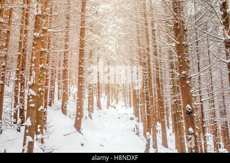 Winter landscape with snow covered pine and fir trees in a moon light ...