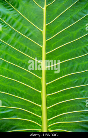 Green leaf background texture, macro Stock Photo