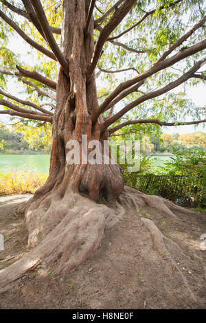 old decrepit knarled tree trunk Stock Photo